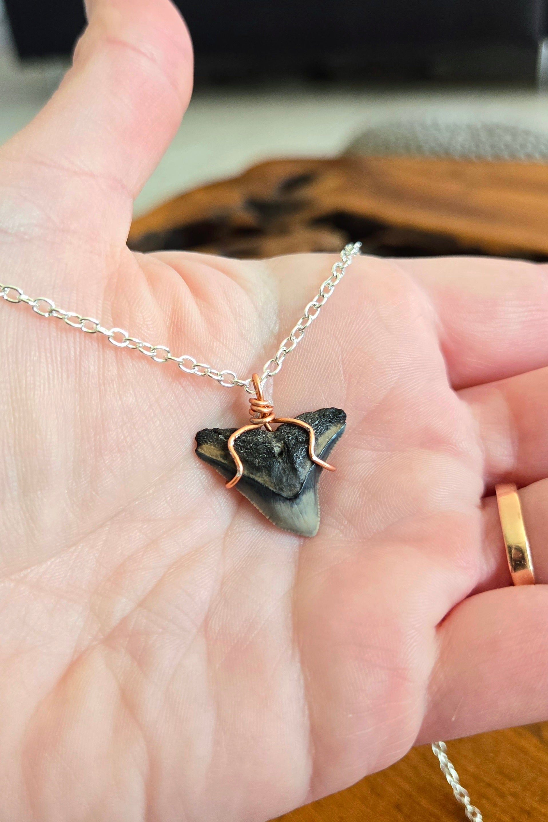 Fossil Shark Tooth Necklace 18.5" Chain